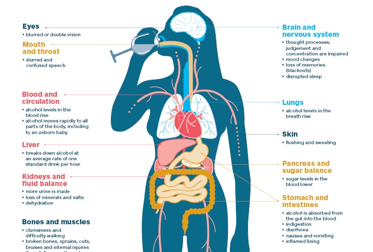 Alcohol's Impact on the Body