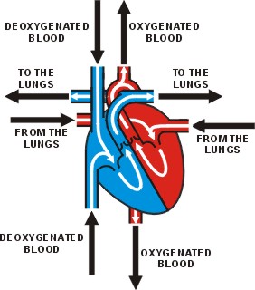 The Flow of Blood through the Heart